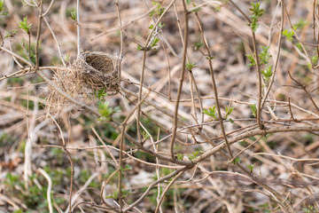 Naklejka na ściany i meble Abandoned nest on a bush branch.
