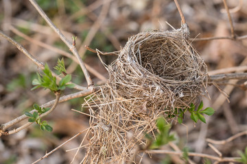 Abandoned nest on a bush branch.