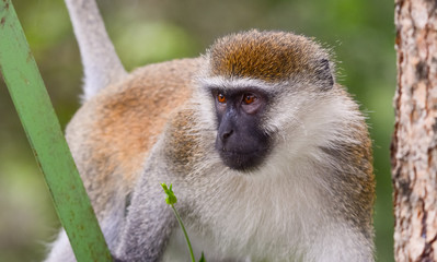Green monkey in Ethiopian