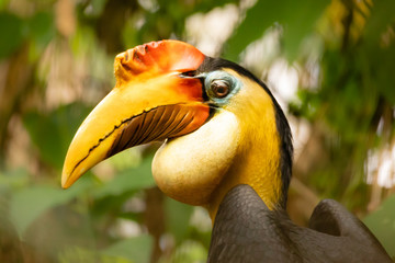 Vögel
