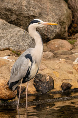 Vögel