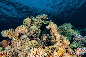 Coral reefs and water plants in the Red Sea, Eilat Israel