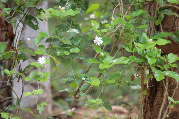 green leaves of a tree with white flowers