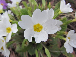 white flower in the garden