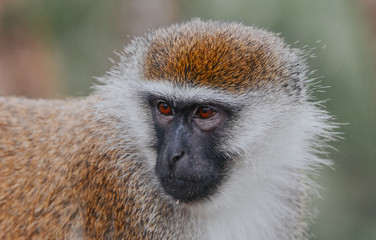 Green monkey in Ethiopian