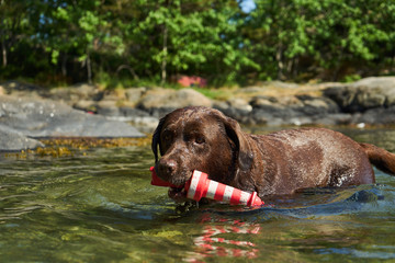 Hund im Fjord in Norwegen