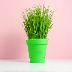 Spring background with green grass in  a pot over pink, minimal style. Garden at home
