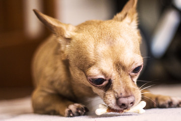 Doggy with bone 