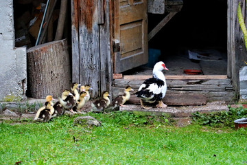 Cute little newborn fluffy gosling