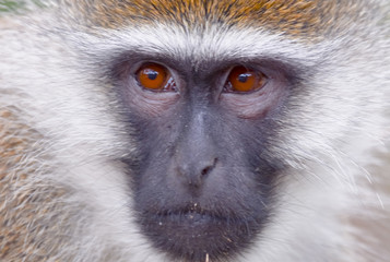 Green monkey in Ethiopian