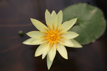 yellow lotus flower