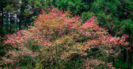 Autumn Scenes || Taiwan