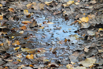 Pfütze im Herbst