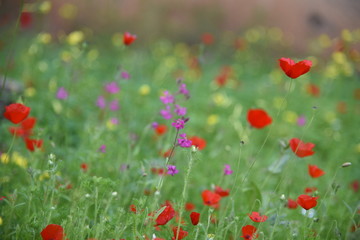 Wild plants in the field: Poppy, Lupinus pilosus, Bermuda Buttercup	