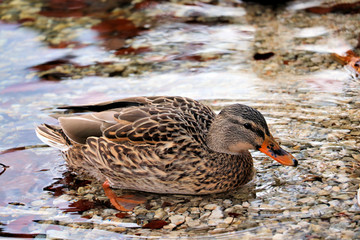 brown duck in Bohinj lake
