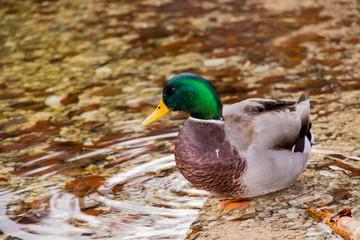 pretty duck staring into water