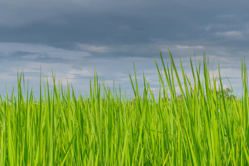 Green rice field with blue sky.