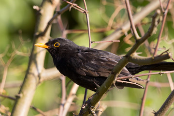Fototapeta premium side view portrait male blackbird (turdus merula), tree branches