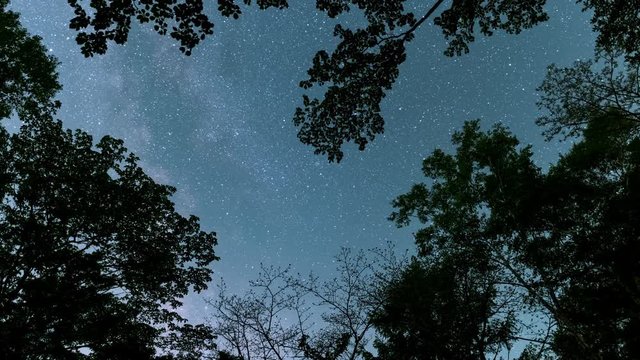 Looking up a Sky in a Forest at Night (time lapse/zoom in)