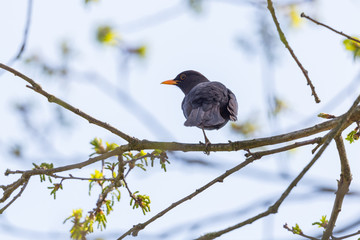 Fototapeta premium male blackbird (turdus merula) standing on tree branch