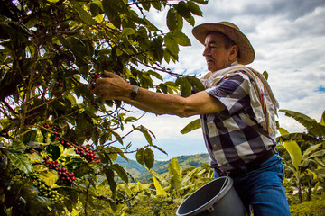 hombre con sombrero cogiendo la cosecha de café maduro
