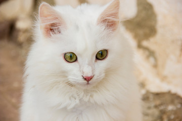 Naklejka na ściany i meble White cat in outdoors