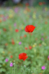 Fototapeta premium Wild plants in the field: Poppy, Lupinus pilosus, Bermuda Buttercup 