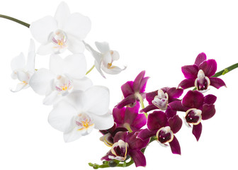 blooming twigs of dark purple and white orchid, phalaenopsis is isolated on white background