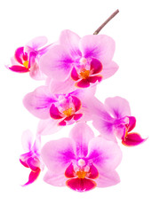 blooming twig of plastic pink, trendy color orchid, phalaenopsis is isolated on background, make up