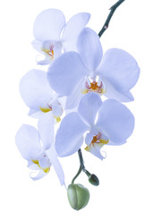 blossoming beautiful branch of blue orchid, phalaenopsis is isolated on background, make up