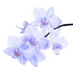 blooming twig of soft lilac orchid, phalaenopsis is isolated on background