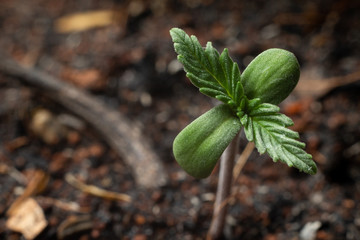 A small plant of young cannabis growing in soil.
