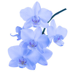 blooming twig of blue orchid, phalaenopsis is isolated on background
