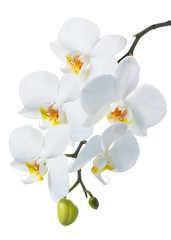 blossoming beautiful branch of white orchid, phalaenopsis is isolated on background, make up