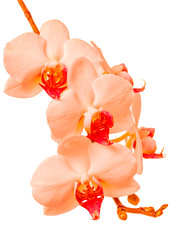 Fototapeta na wymiar blooming twig of living coral, trendy color orchid, phalaenopsis is isolated on background, make up