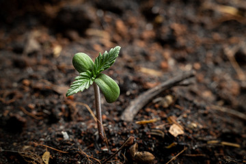 A small plant of young cannabis growing in soil.