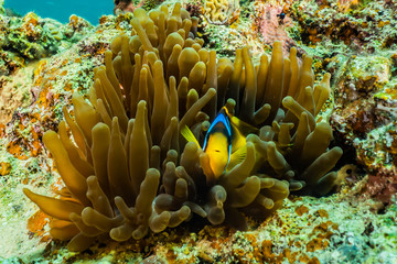Clownfish in the Red Sea Colorful and beautiful, Eilat Israel