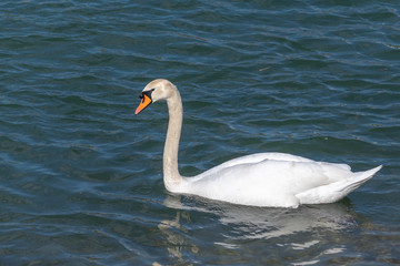 Obraz premium Weisser Schwan