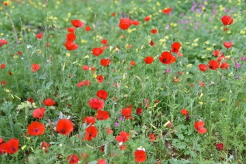 Wild plants in the field: Poppy, Lupinus pilosus, Bermuda Buttercup	