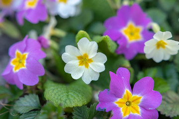 Blumen im Fr&uuml;hling