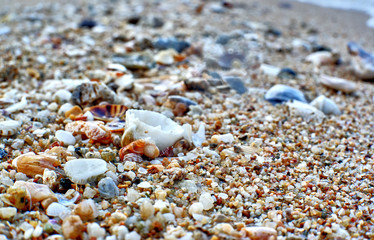 shells on the beach