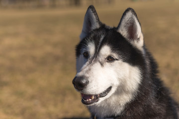 Husky sits on the grass on a bright sunny day