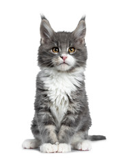 Charming cute blue with white Maine Coon cat kitten, sitting straight up. Looking at lens with smart brown eyes. Isolated on white background. 