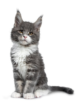 Charming cute blue with white Maine Coon cat kitten, sitting straight up half side ways. Looking at lens with smart brown eyes. Isolated on white background. 