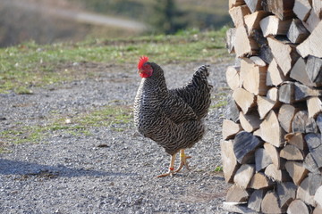 Hahn / Gockel auf dem Bauernhof