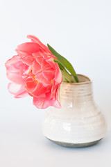 Tulpe
