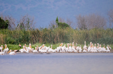 Group of pelican in Lke Chamo in Ethiopian