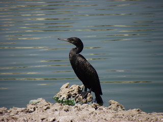 Black Beauty