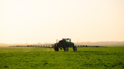 Fototapeta premium Tractor on the sunset background. Tractor with high wheels is making fertilizer on young wheat.