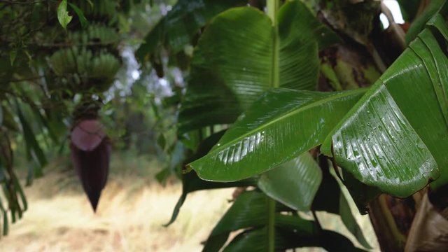 Raindrops falling on to large green banana leaves in a tropical monsoon - Selective focus on foreground tropical fruit tree leaf with a clearing and growing bananas in the distance